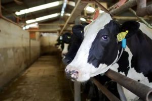 王吉舟：中国乳业风云【音频】-duli.today