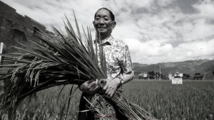 秦晖：中苏遗传学与育种实践的异同 | 由袁隆平的贡献谈起【音频】-duli.today